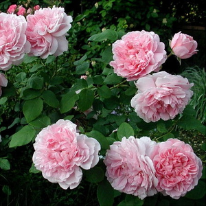 Ružičasta - engleska ruža